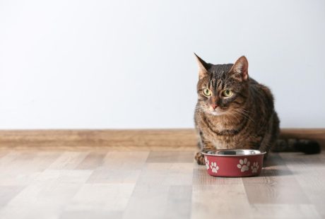 Come allontanare i gatti dal giardino