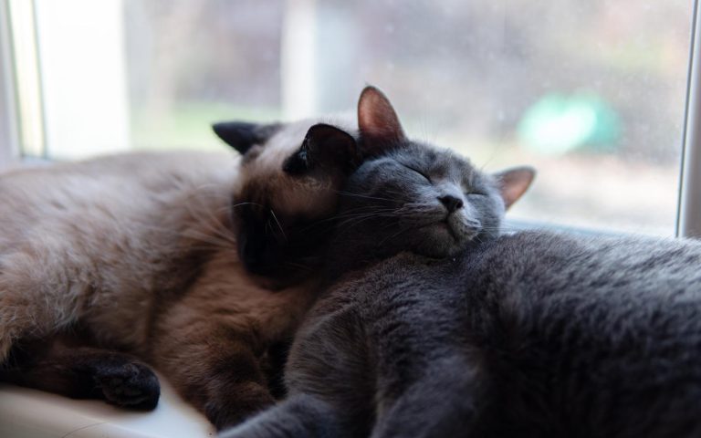 Come allontanare una colonia di gatti