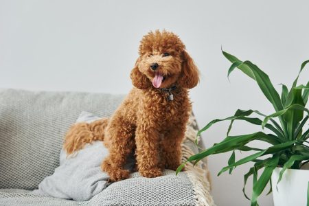 Come fare andare d'accordo cane e gatto
