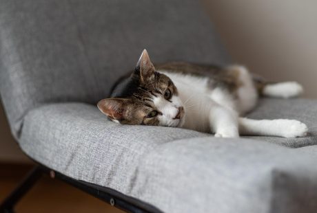 Come lavare un gatto