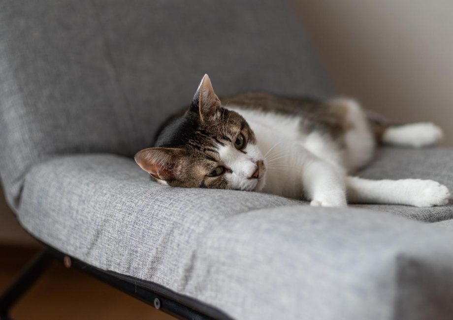 Come lavare un gatto