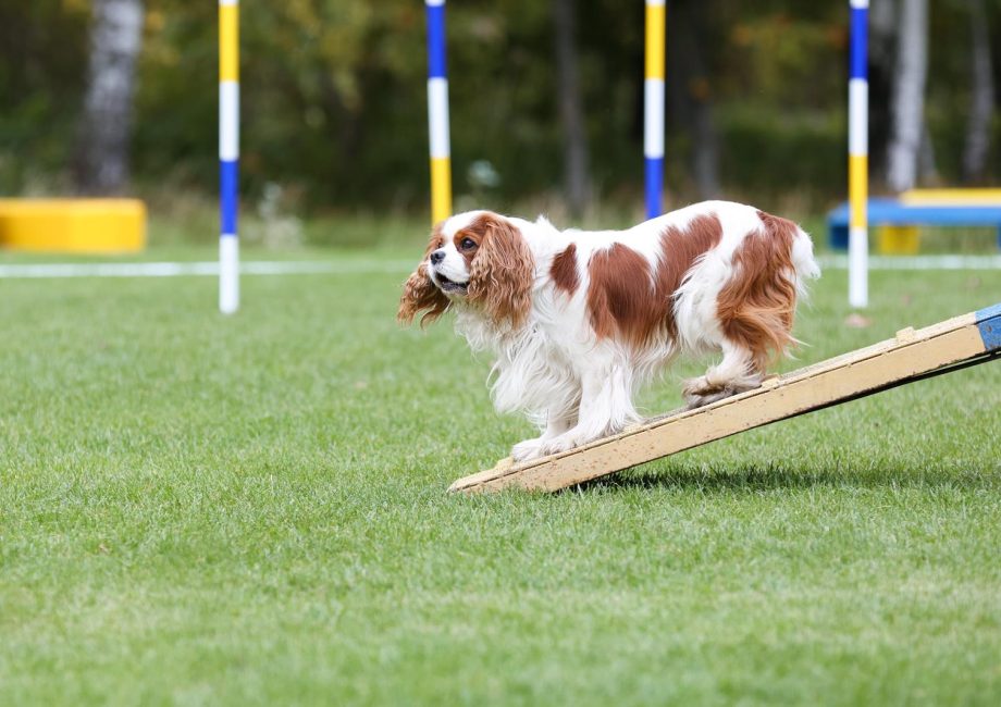 Come prendere in braccio un cane
