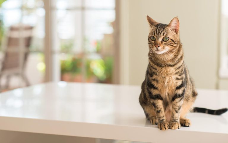 Come si chiamano i baffi del gatto