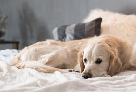 Come sverminare un cane