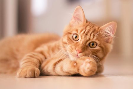 Come vedono i gatti al buio
