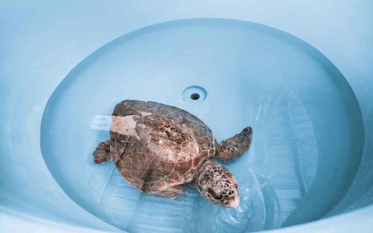 Cosa mangiano le tartarughe d'acqua