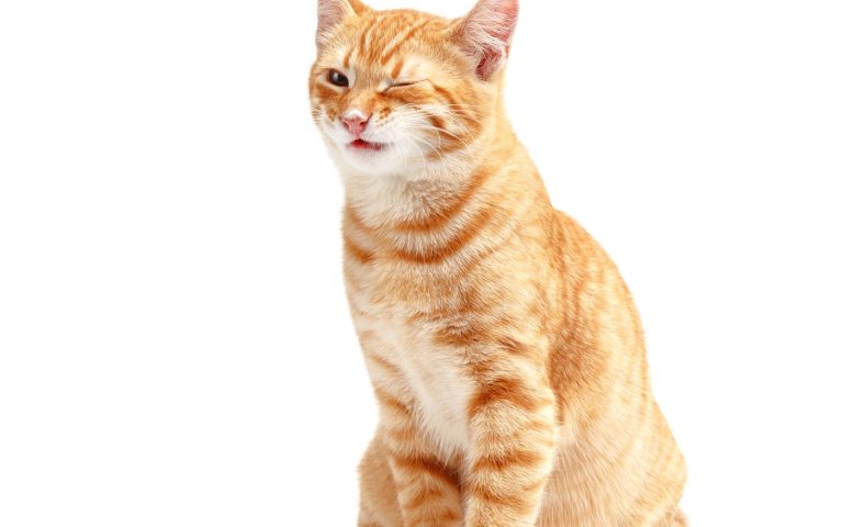 Quando partoriscono i gatti