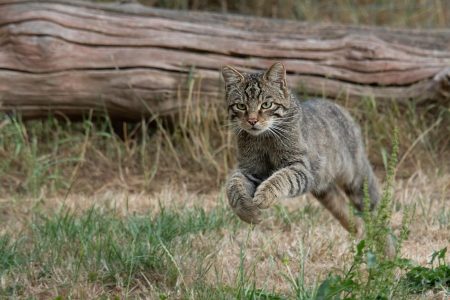 Quanto costa sverminare un gatto