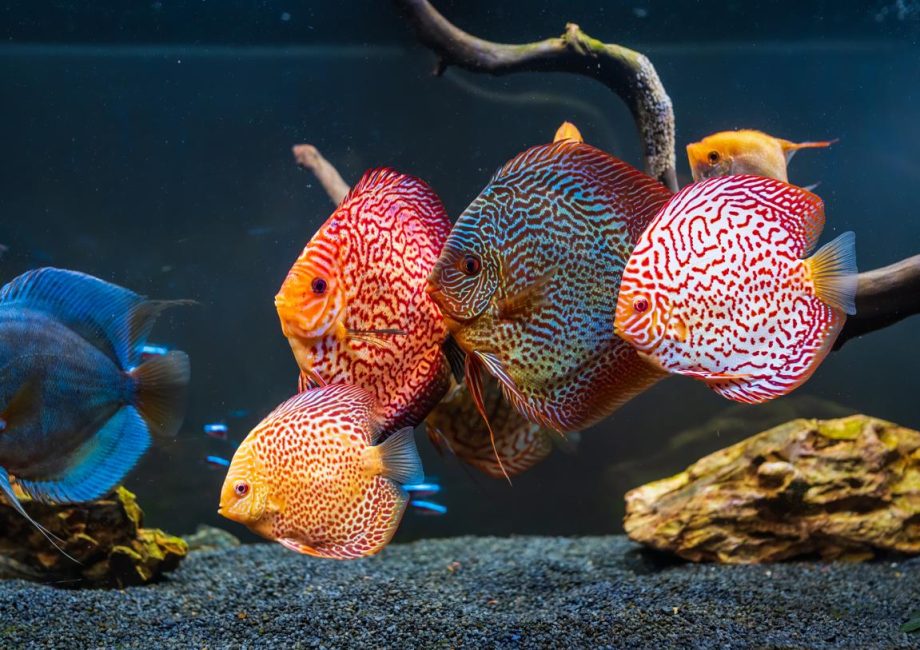 Quanto costa un acquario